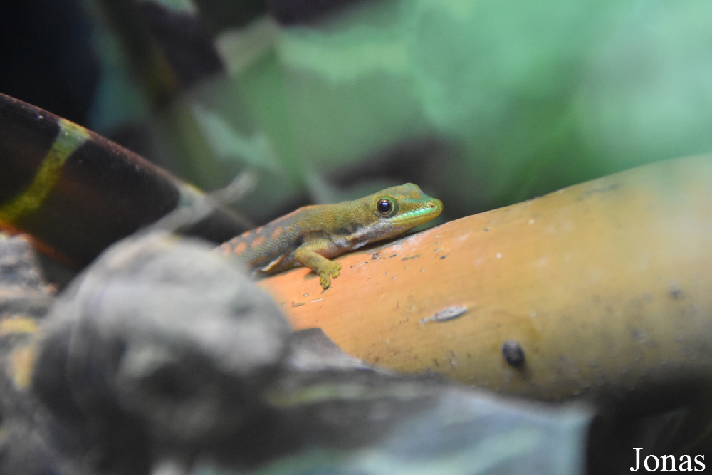 Phelsuma dorsivittata