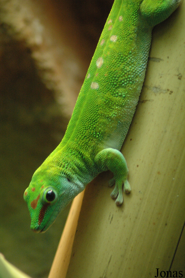 Phelsuma grandis