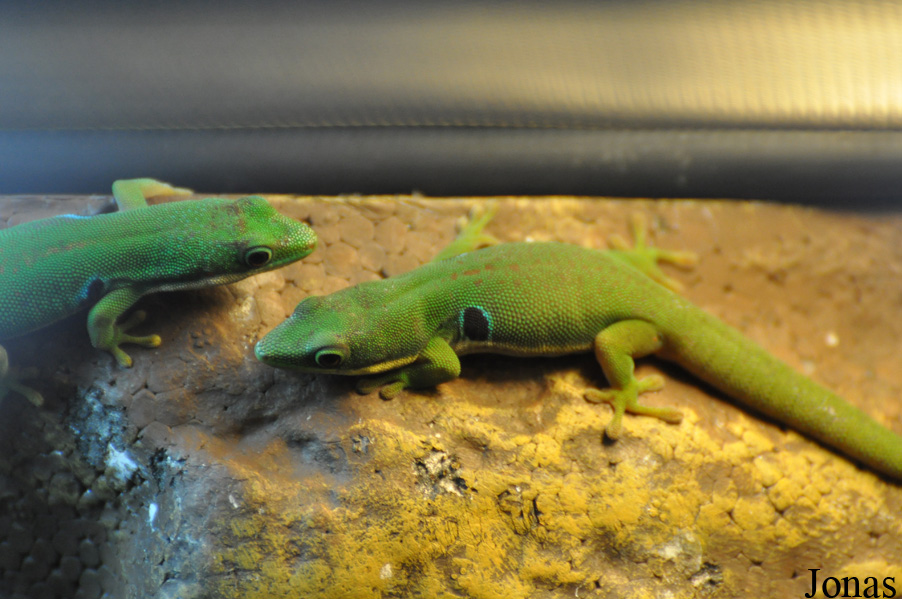 Phelsuma quadriocellata