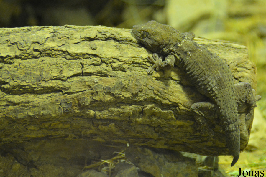 Tarentola annularis