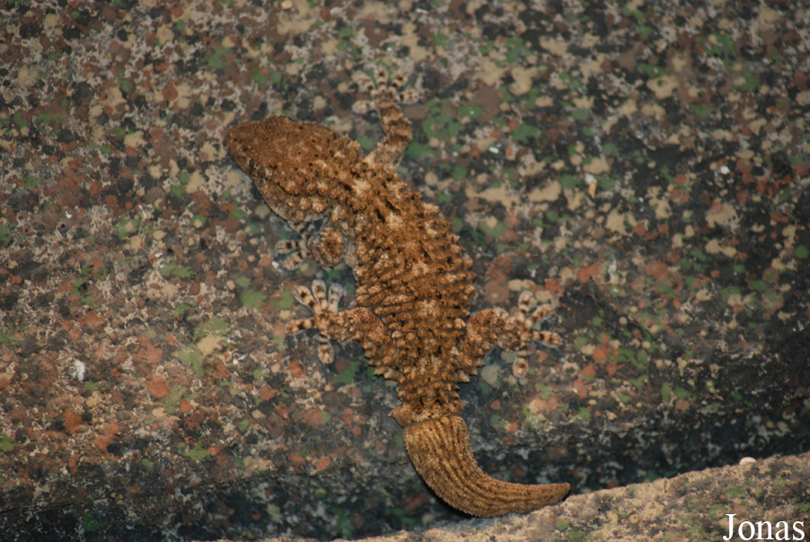Tarentola mauritanica