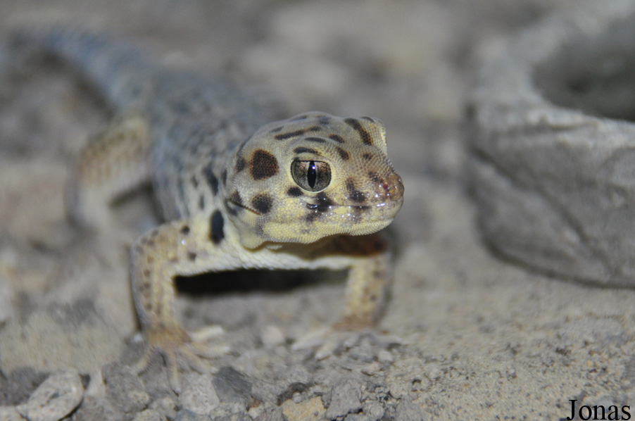Teratoscincus roborowskii