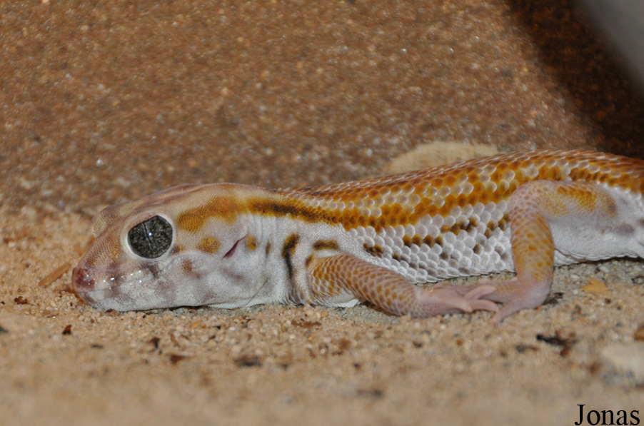 Teratoscincus scincus