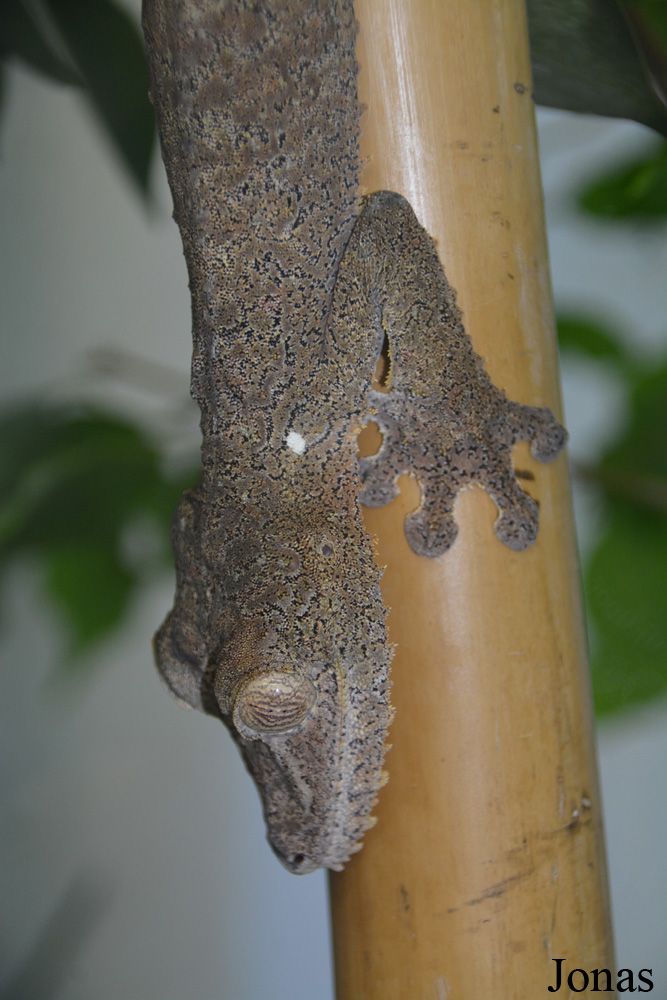Uroplatus fimbriatus