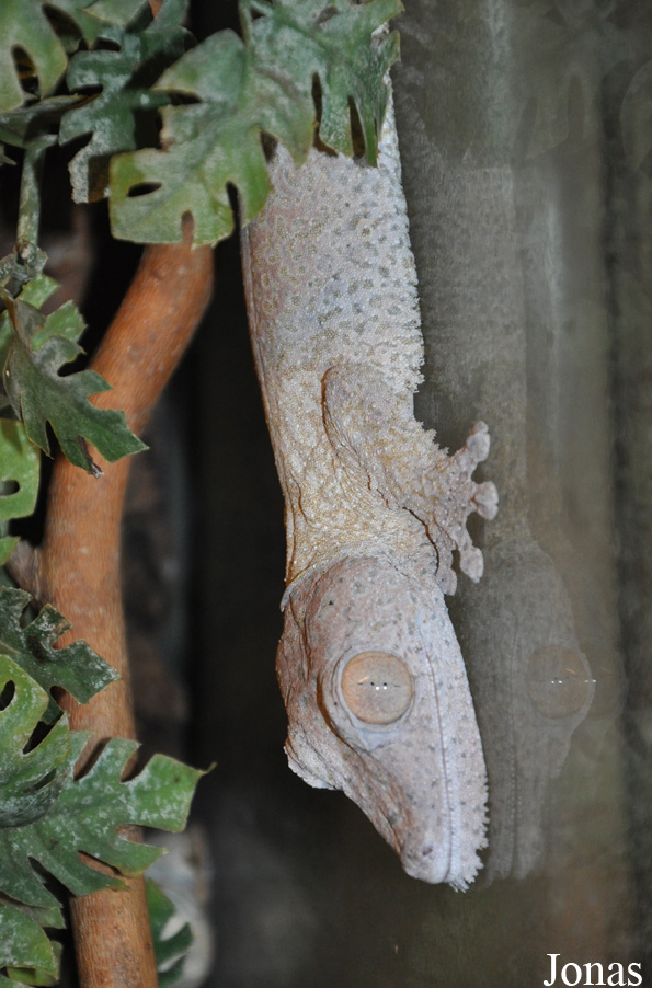 Uroplatus henkeli