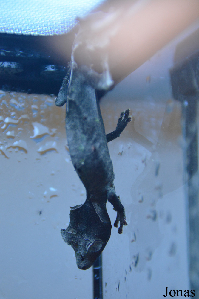 Uroplatus phantasticus