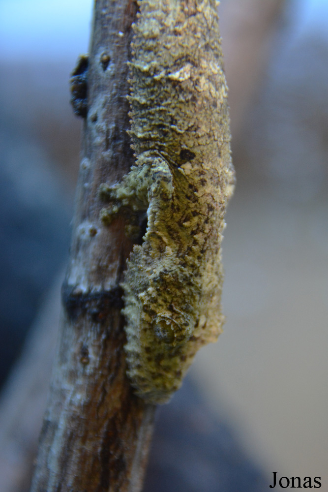 Uroplatus sikorae
