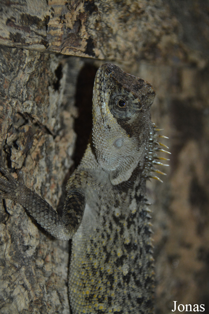 Acanthosaura capra