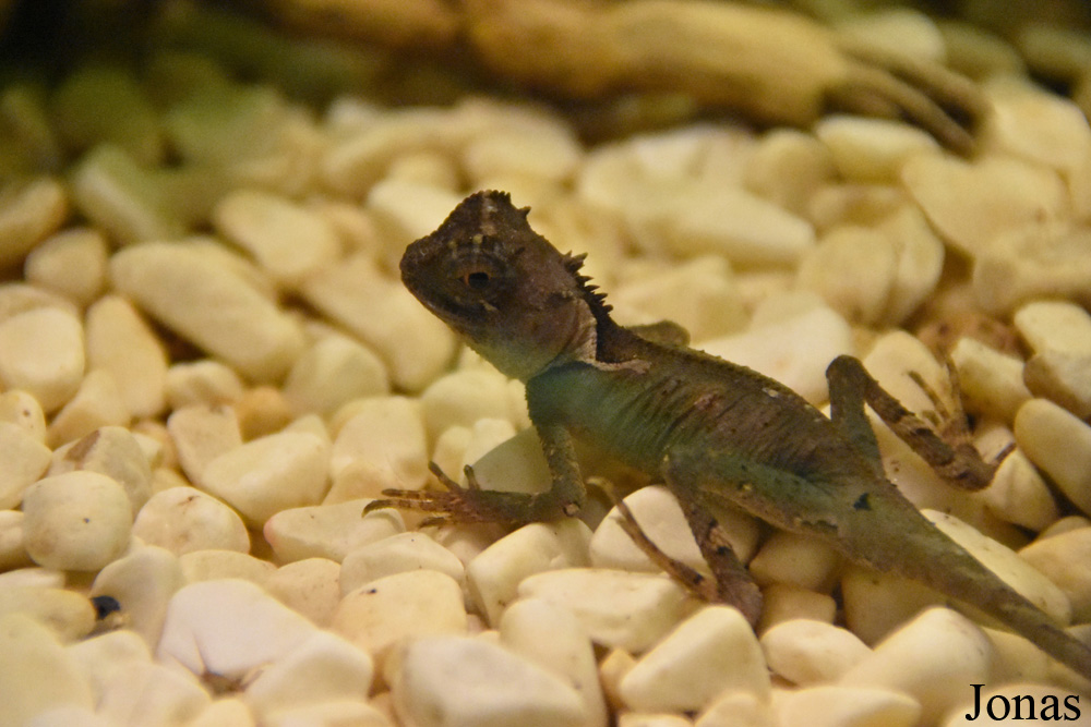 Acanthosaura crucigera