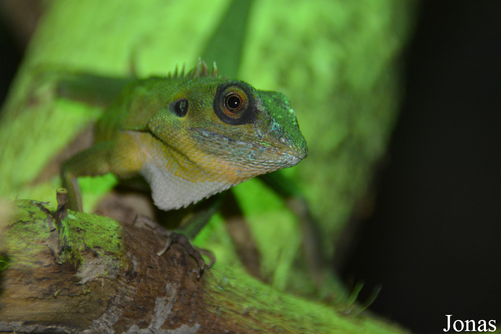 Bronchocela cristatella