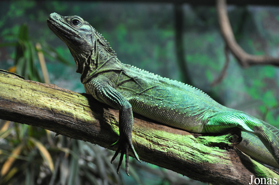 Hydrosaurus pustulatus