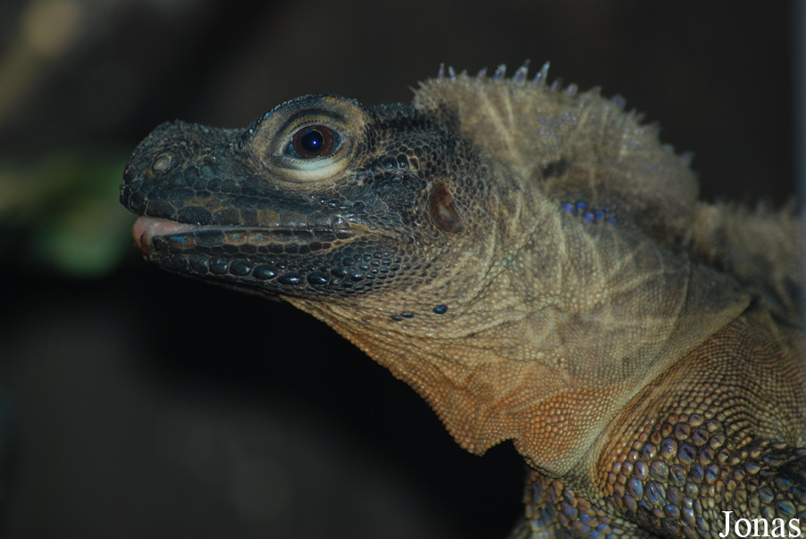 Hydrosaurus pustulatus