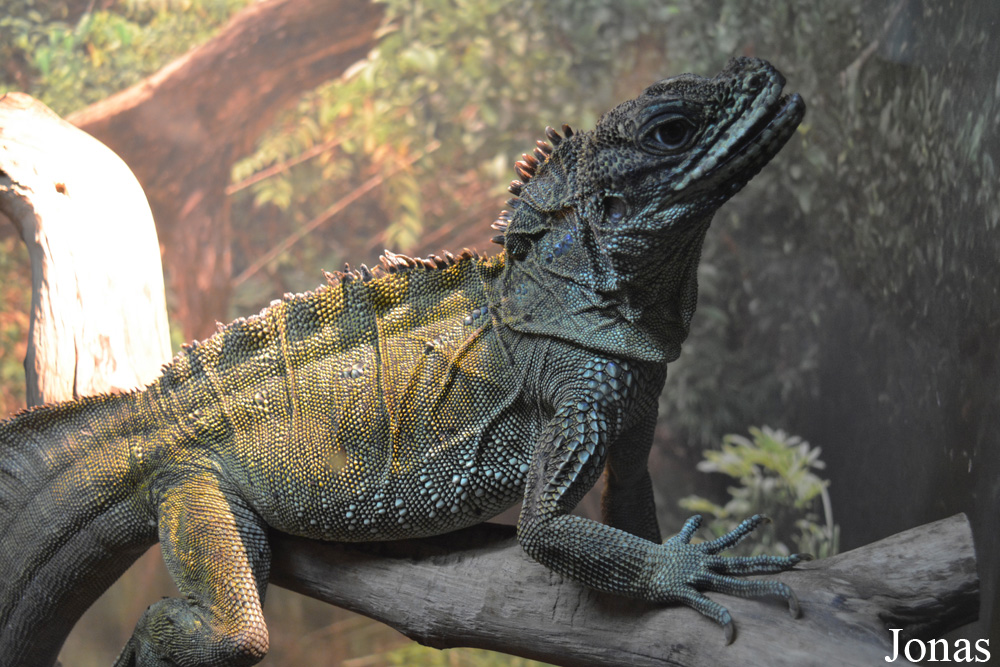Hydrosaurus weberi