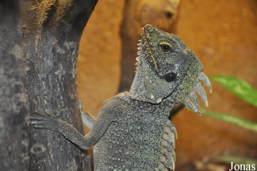 Hypsilurus godeffroyi