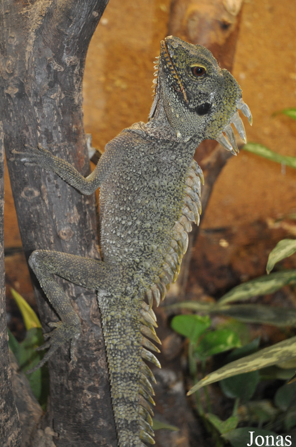 Hypsilurus godeffroyi