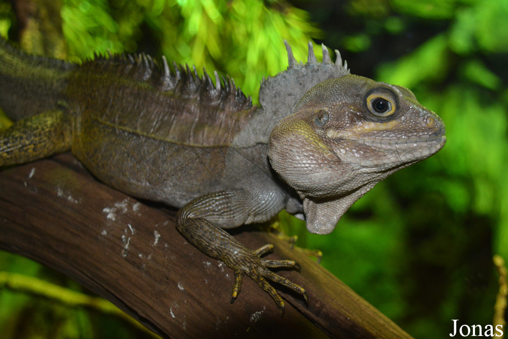 Hypsilurus magnus