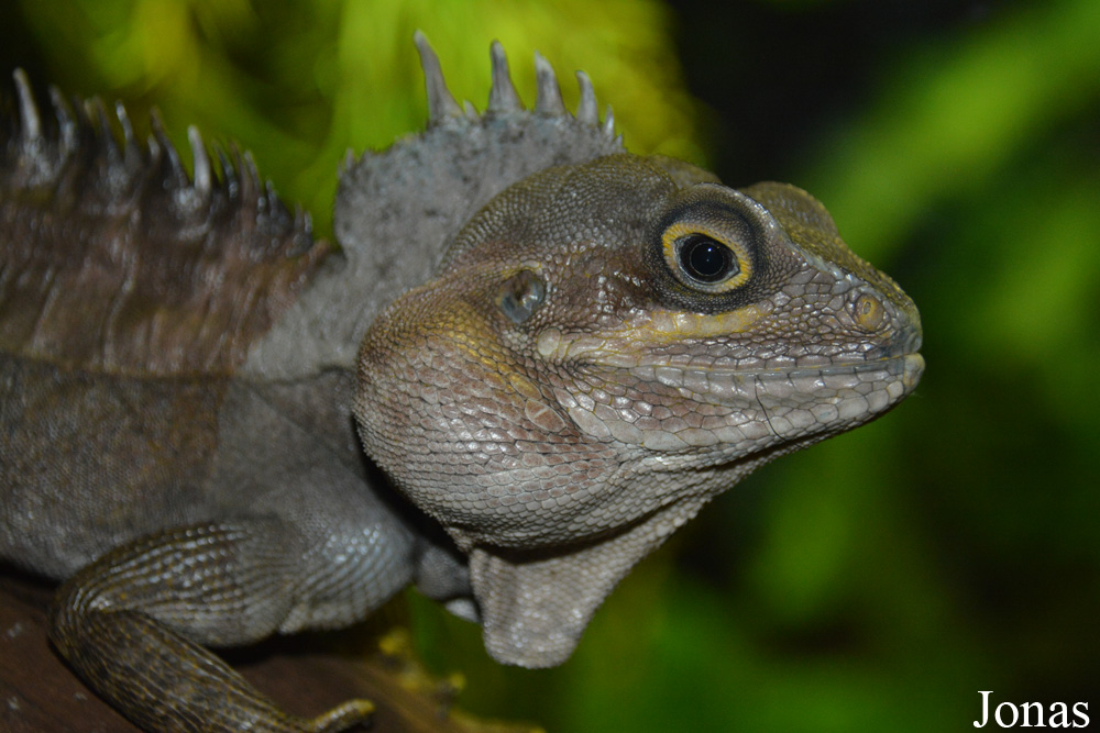 Hypsilurus magnus