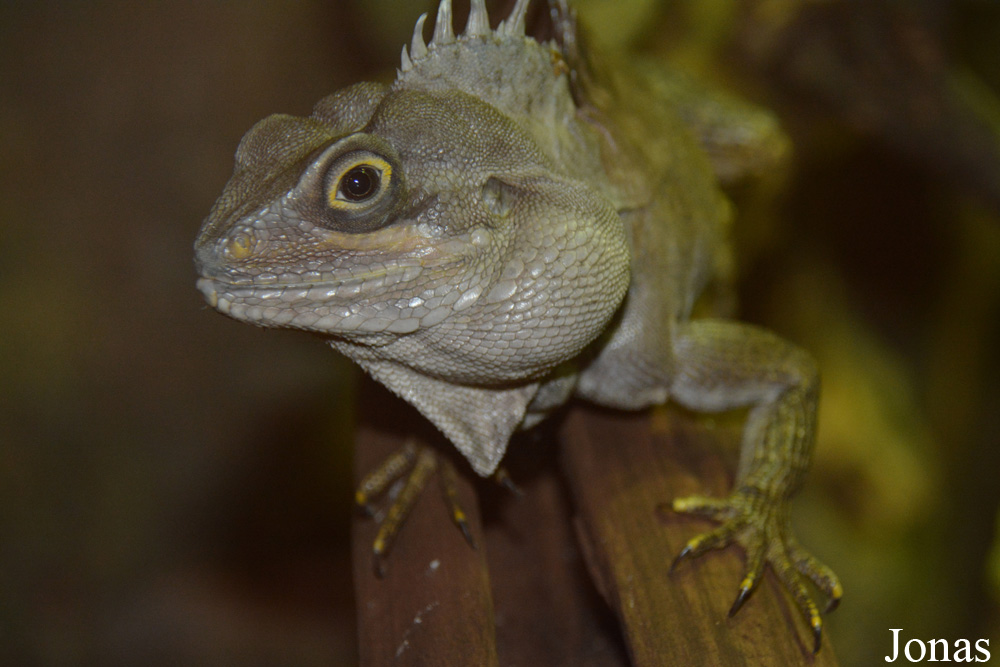 Hypsilurus magnus