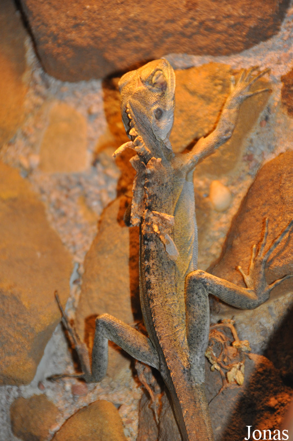 Hypsilurus nigrigularis