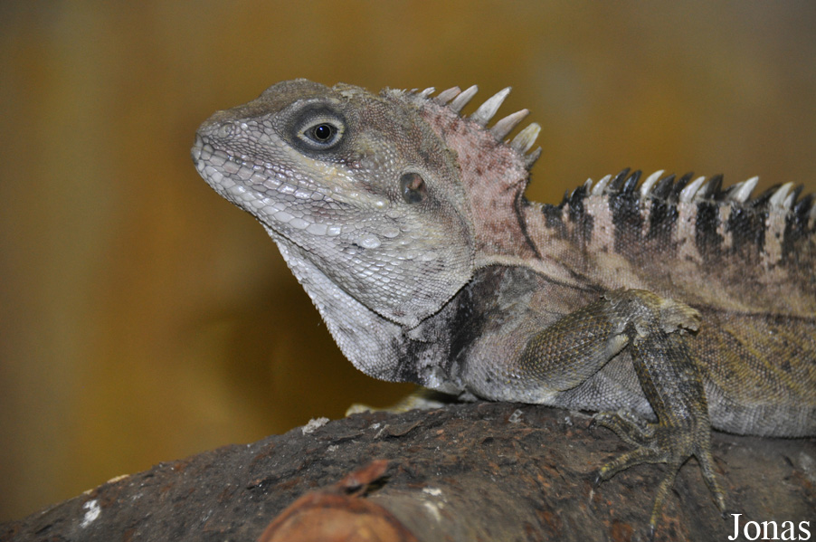 Hypsilurus nigrigularis