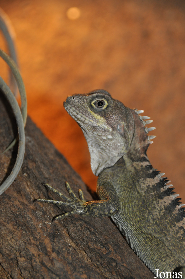 Hypsilurus nigrigularis