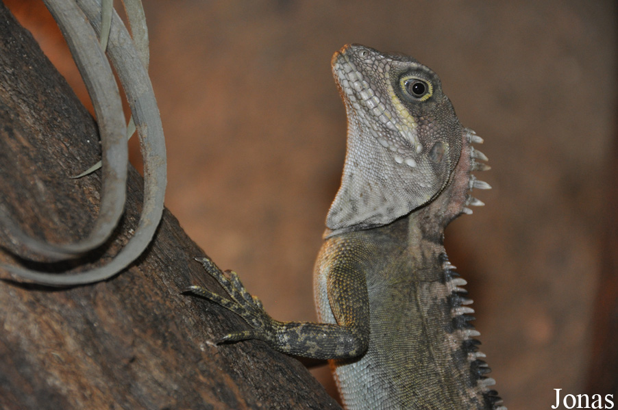 Hypsilurus nigrigularis