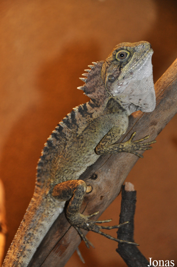 Hypsilurus nigrigularis