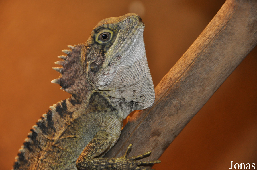 Hypsilurus nigrigularis