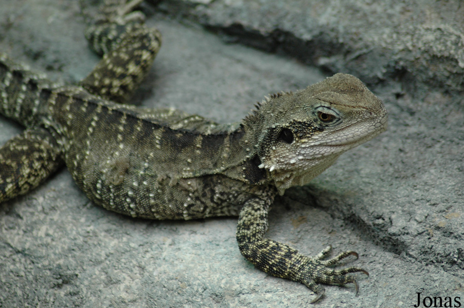 Intellagama lesueurii