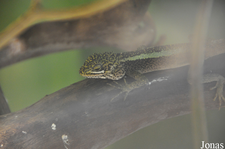 Japalura chapaensis