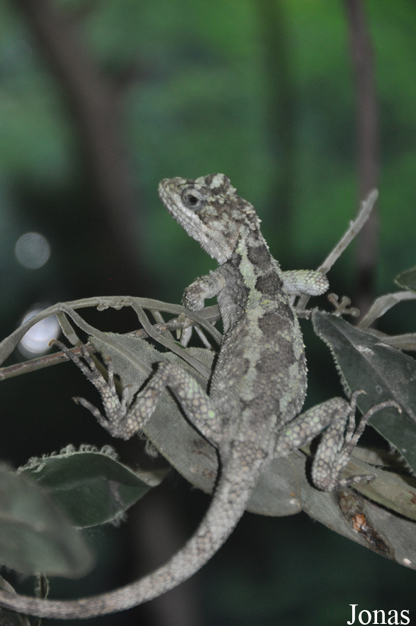 Japalura splendida