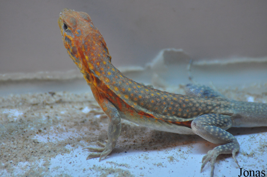 Leiolepis reevesii