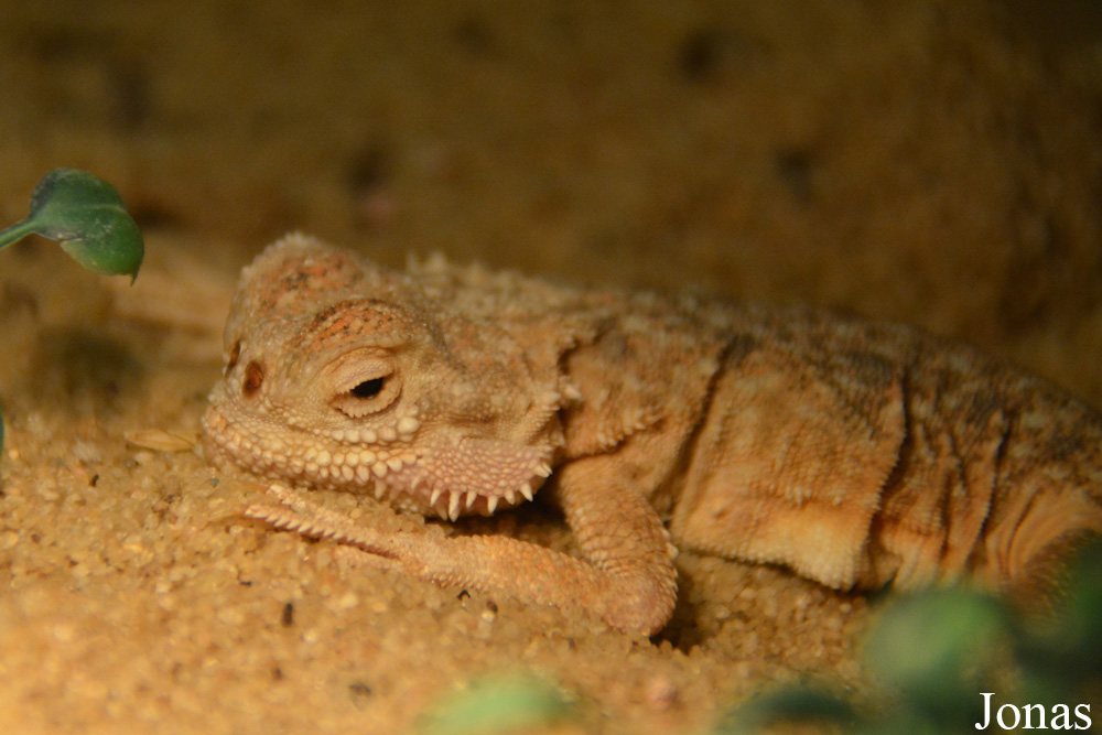 Phrynocephalus mystaceus