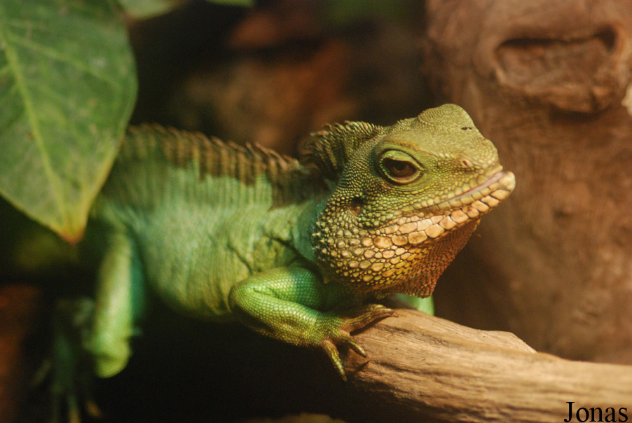Physignathus cocincinus