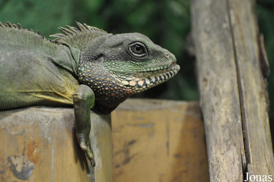 Physignathus cocincinus