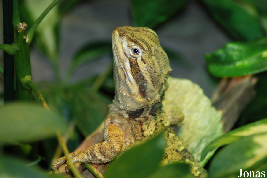Pogona henrylawsoni