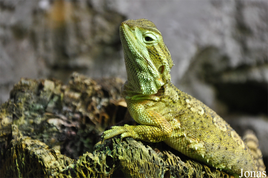 Pogona henrylawsoni