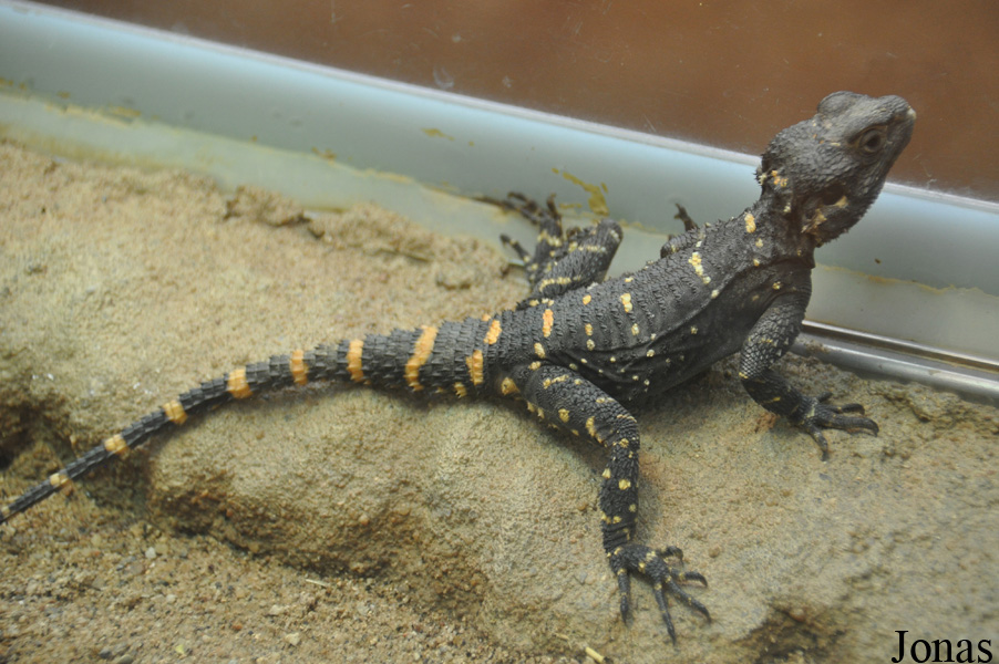 Stellagama stellio picea