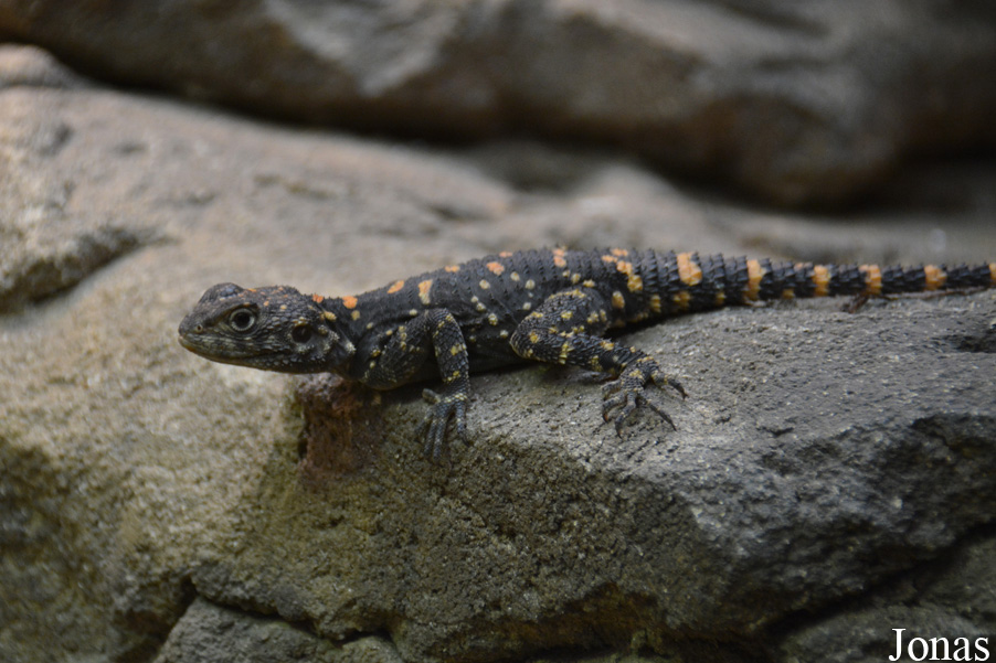 Stellagama stellio picea