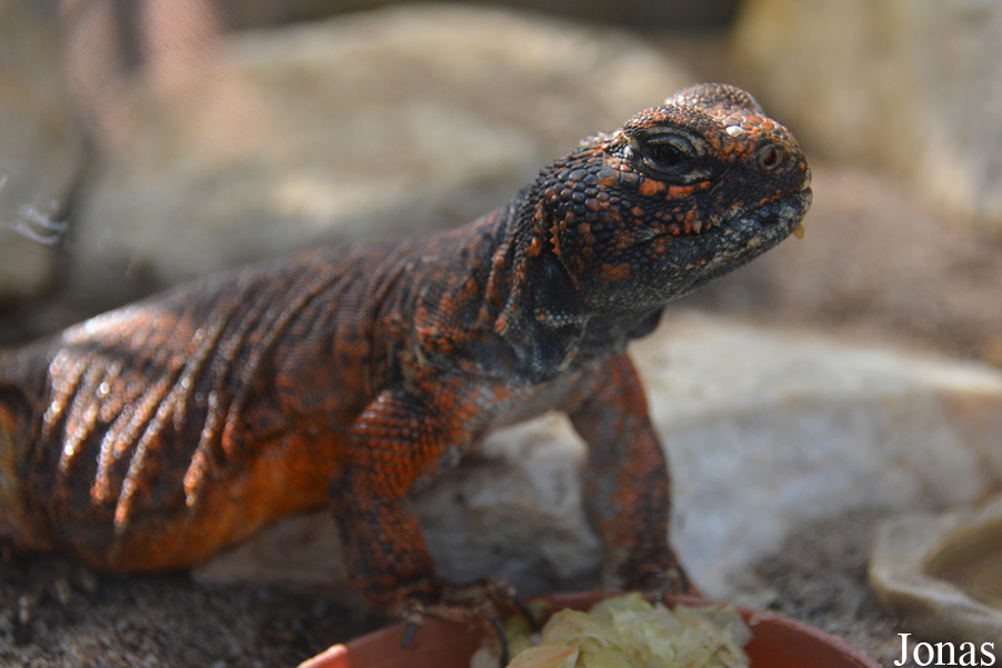 Uromastyx acanthinura