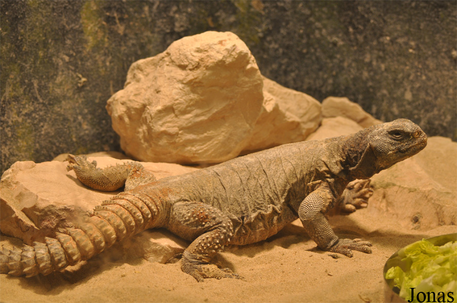 Uromastyx ornata