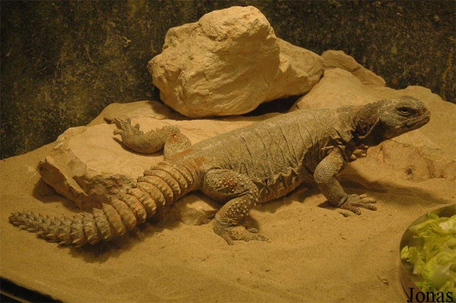 Uromastyx ornata