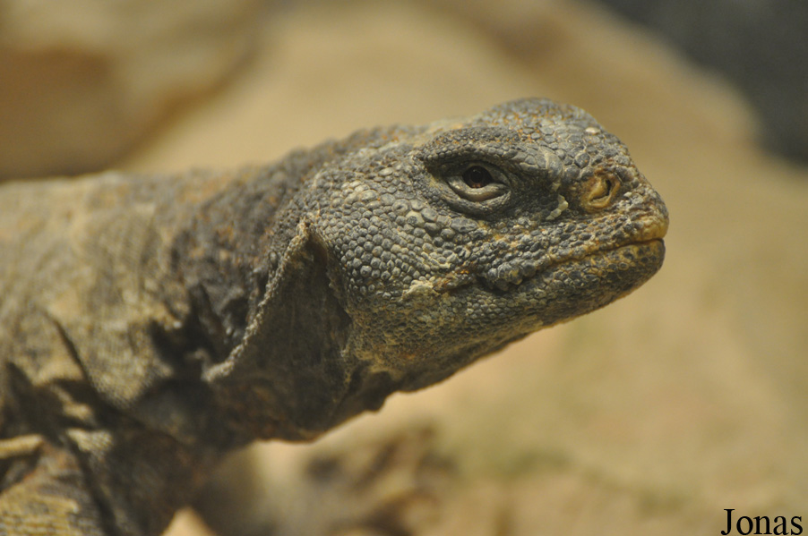 Uromastyx ornata