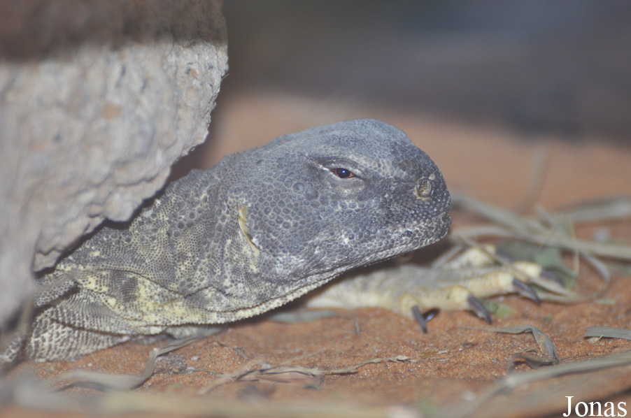 Uromastyx sp.