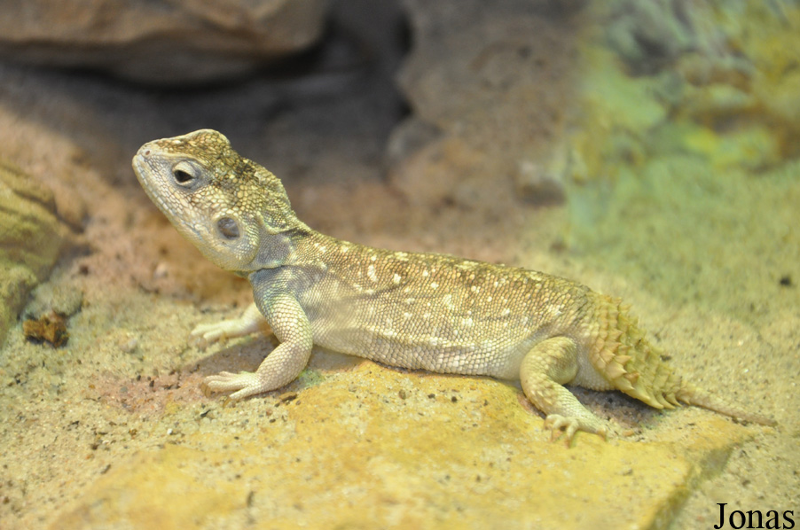 Xenagama taylori