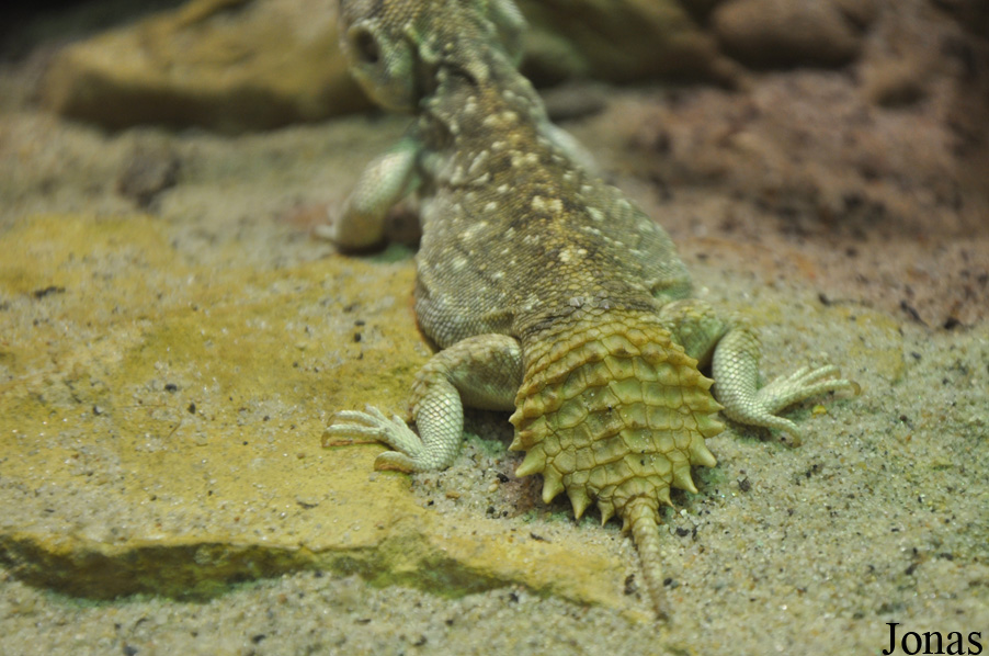 Xenagama taylori