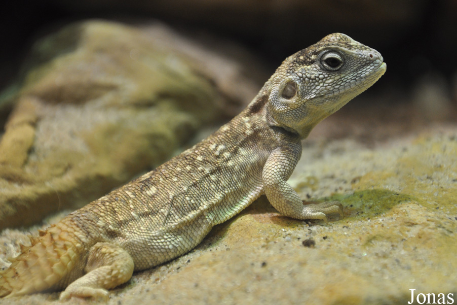 Xenagama taylori