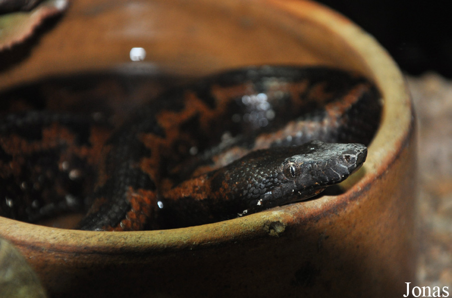 Candoia aspera