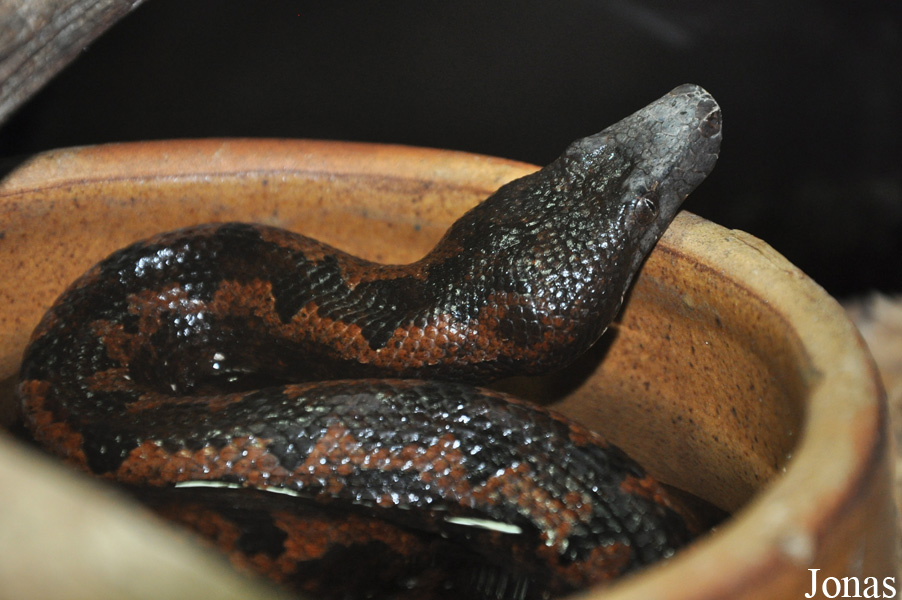 Candoia aspera
