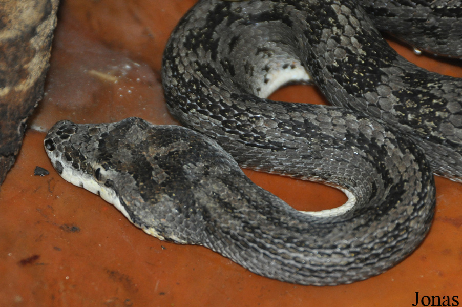 Candoia paulsoni